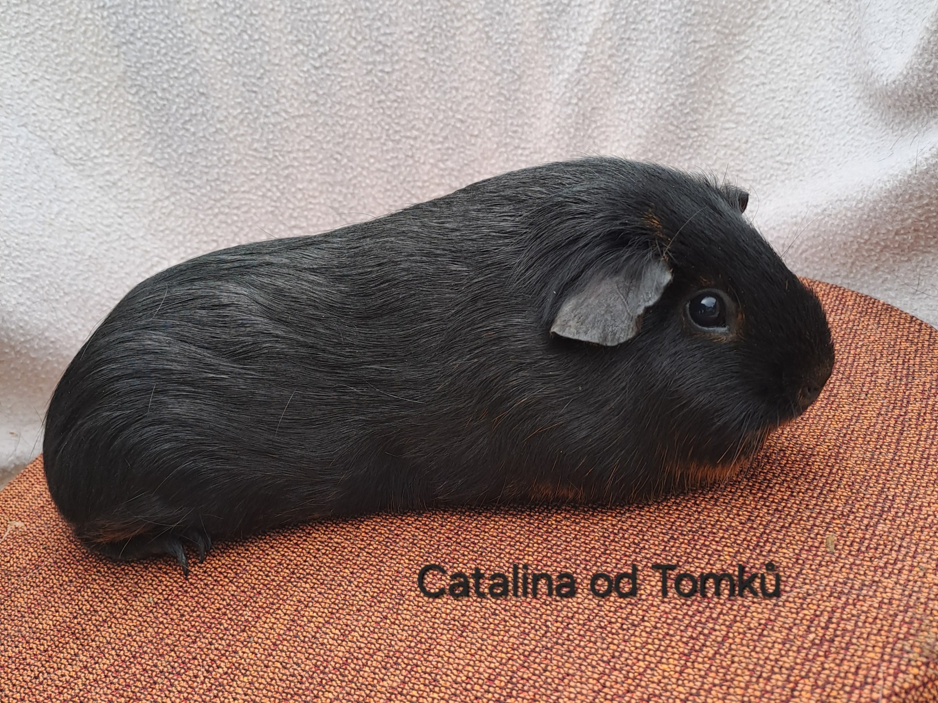 Tan černá