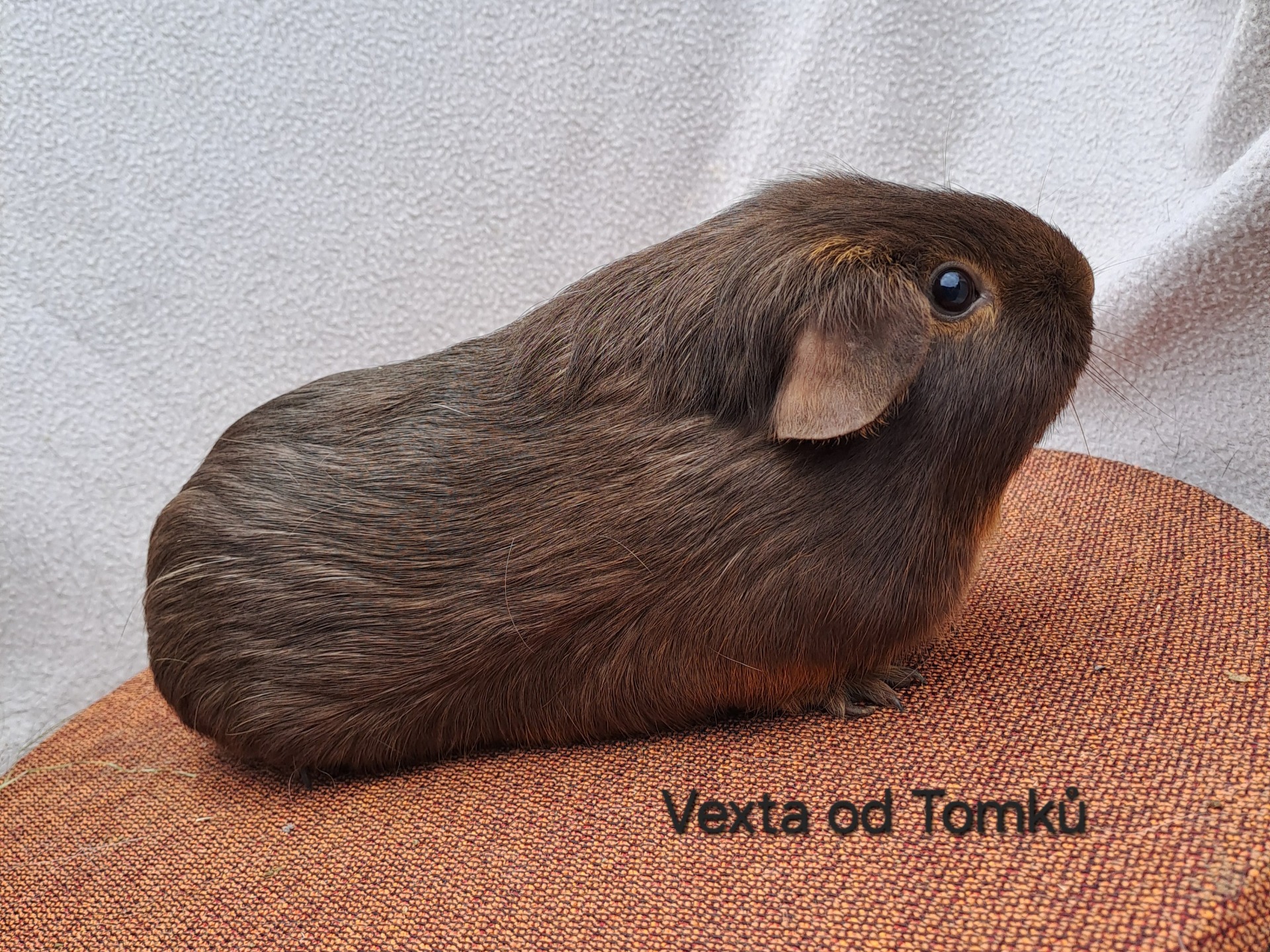 Tan čokoládová