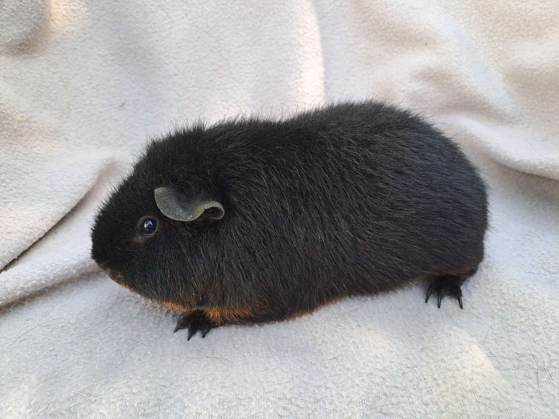 US Teddy, tan černá