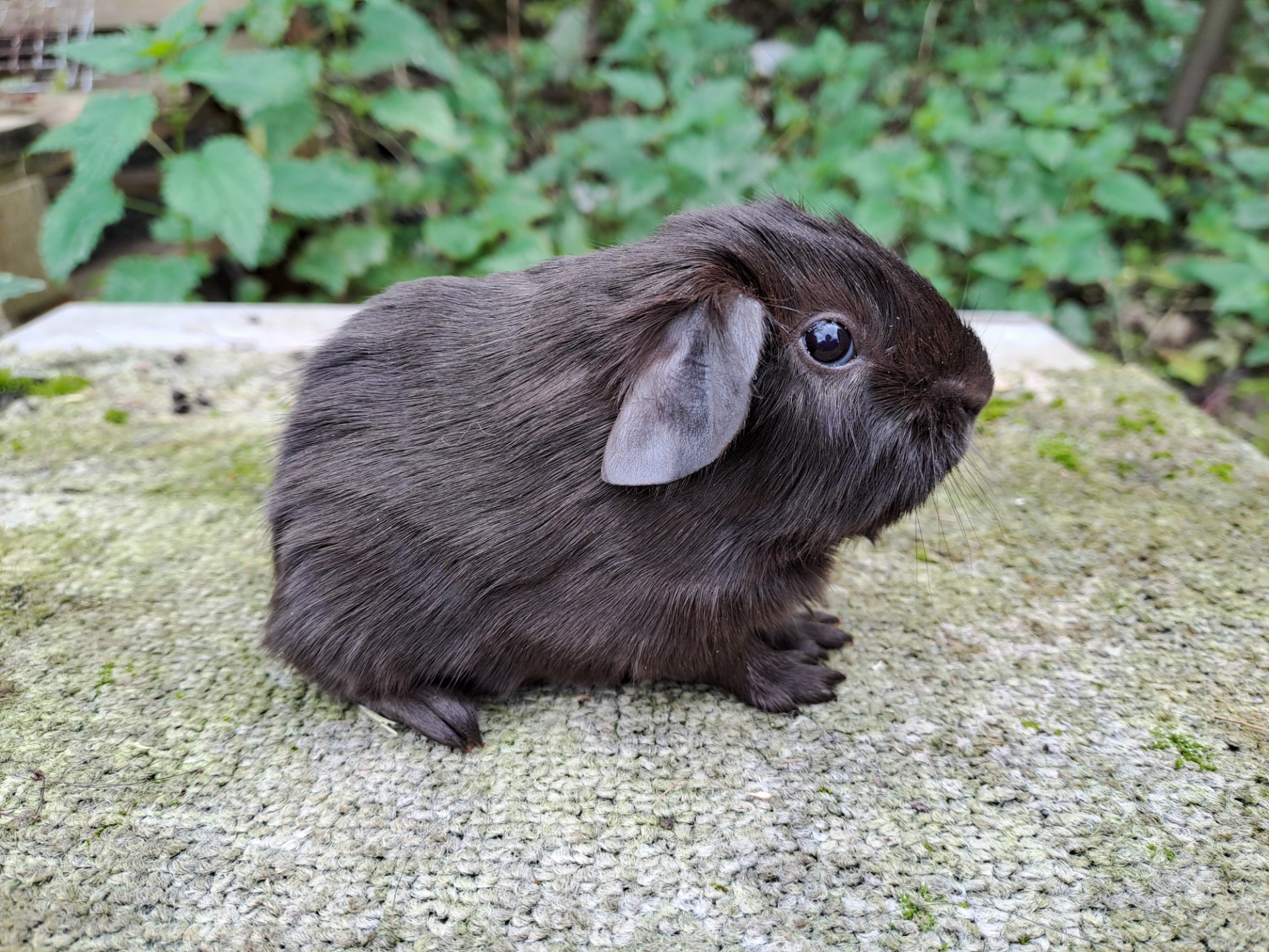 Lentilka od Tomků, samice, čokoládová 