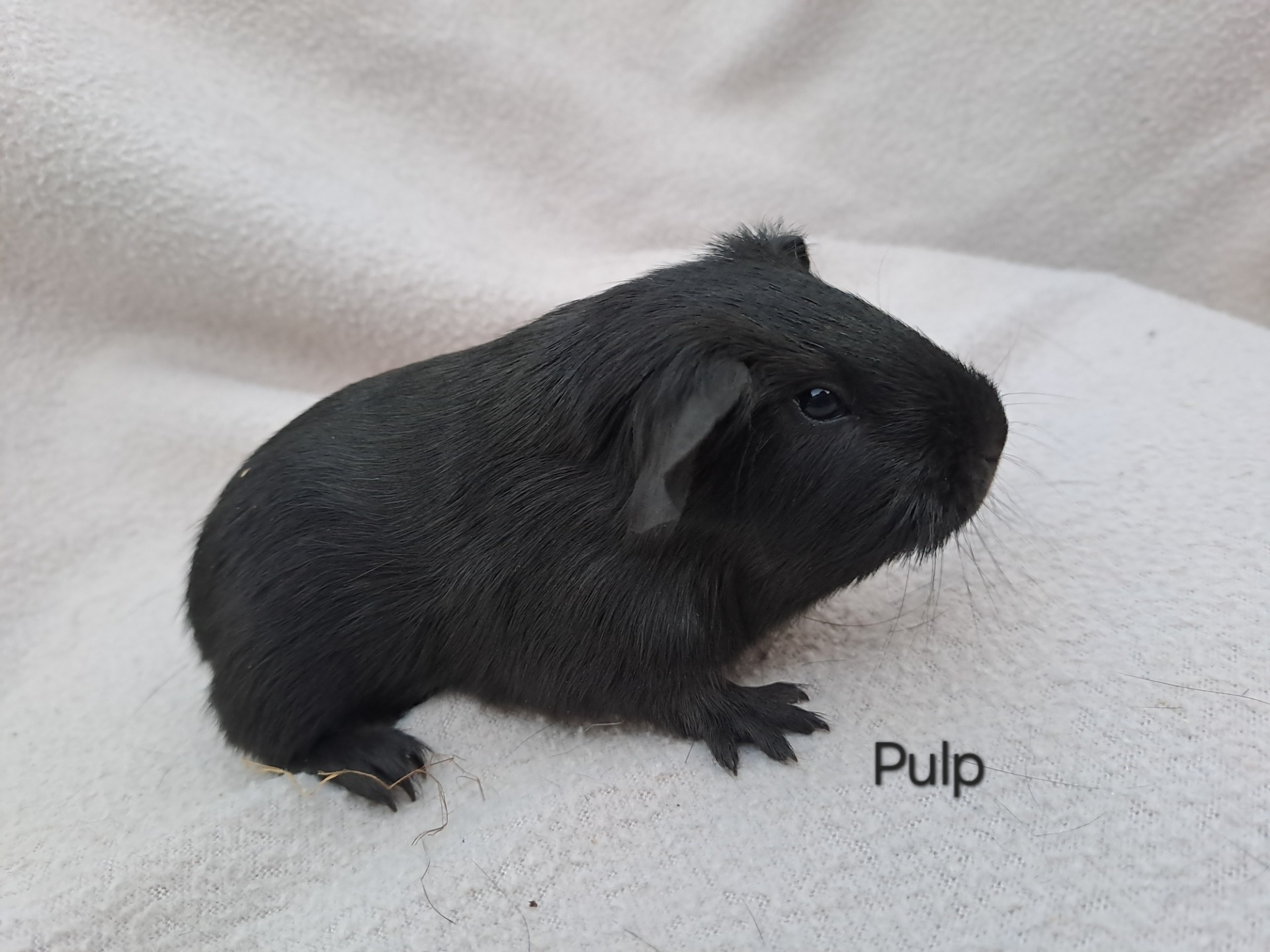 Pulp od Tomků, samec,černý 