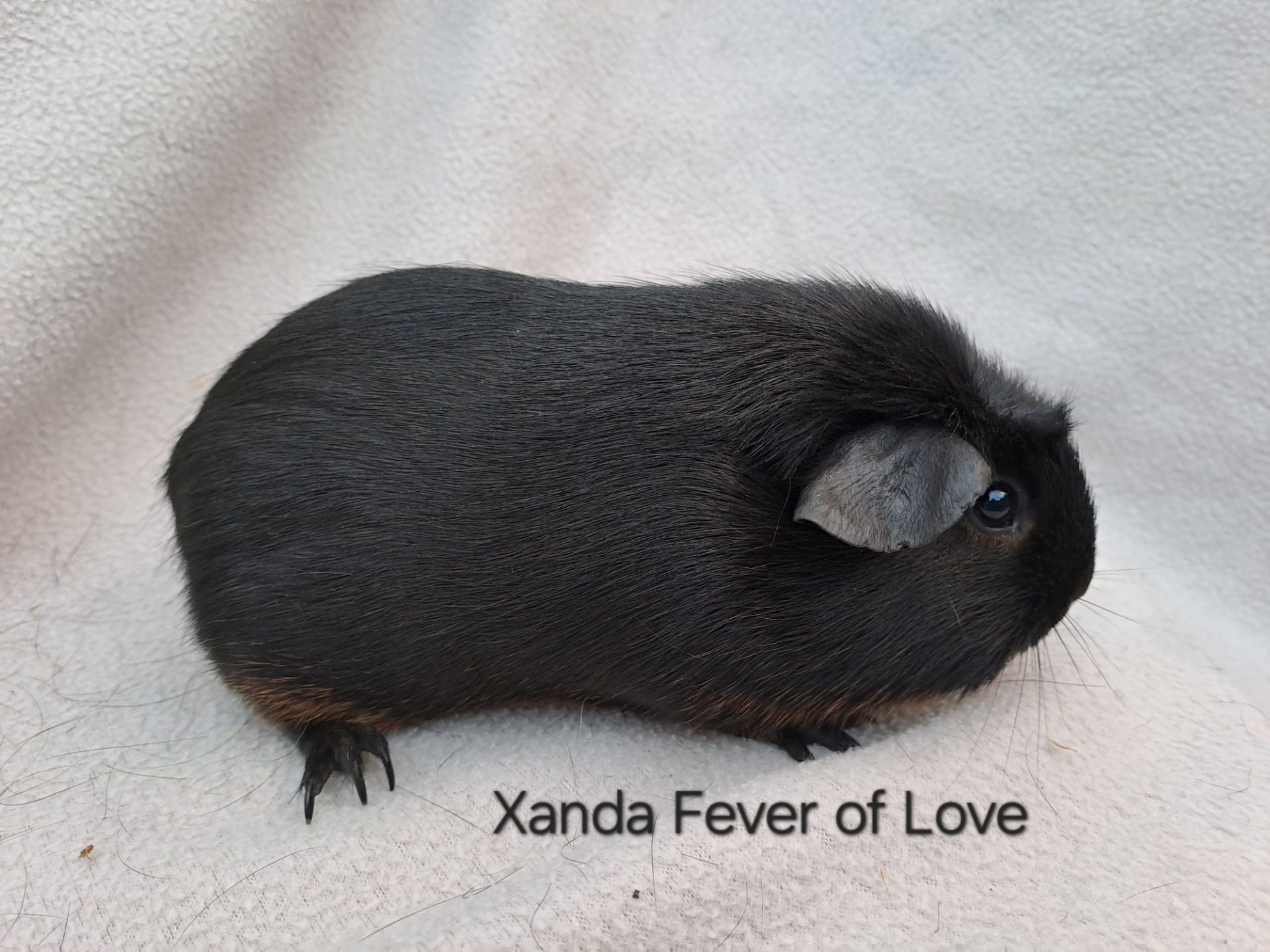 Anglický crested tan černá 