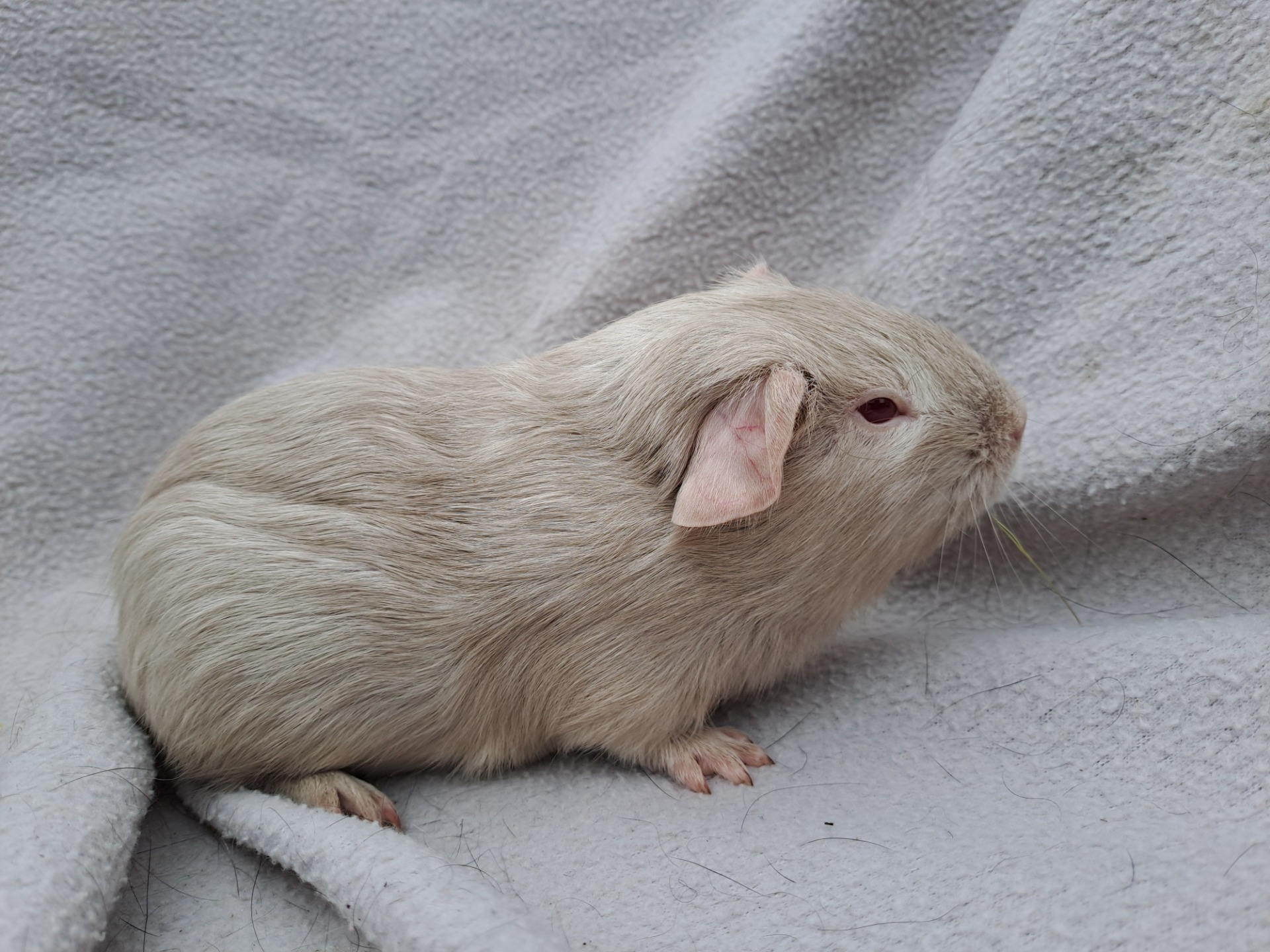 Quak od Tomků, zbarvení lila